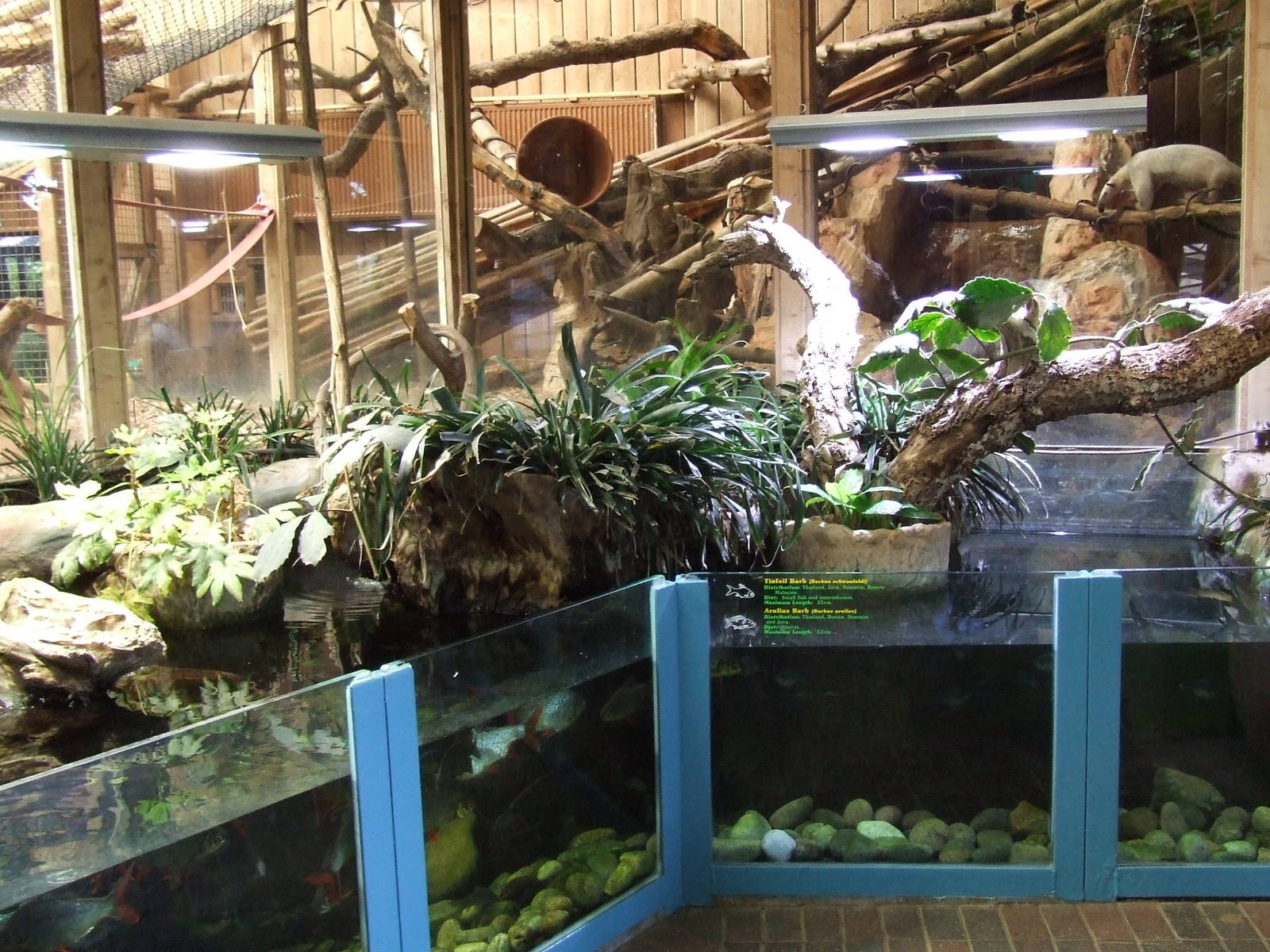 Long-tailed Tamandua exhibit