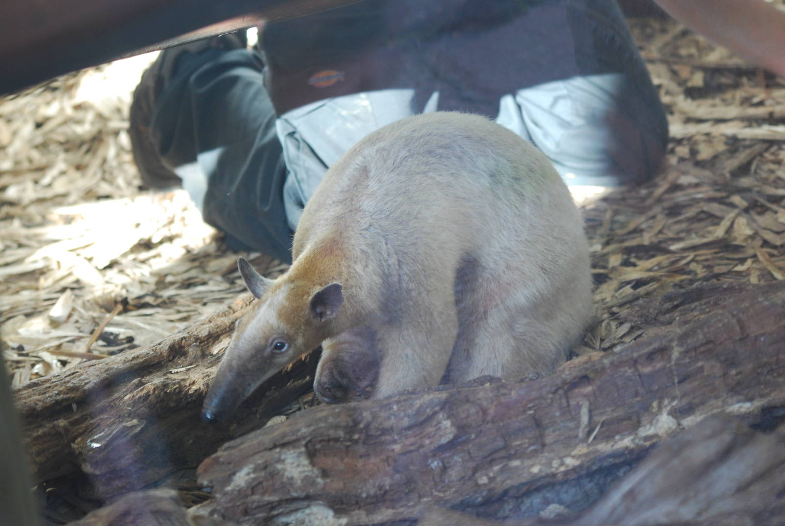 Long-tailed tamandua