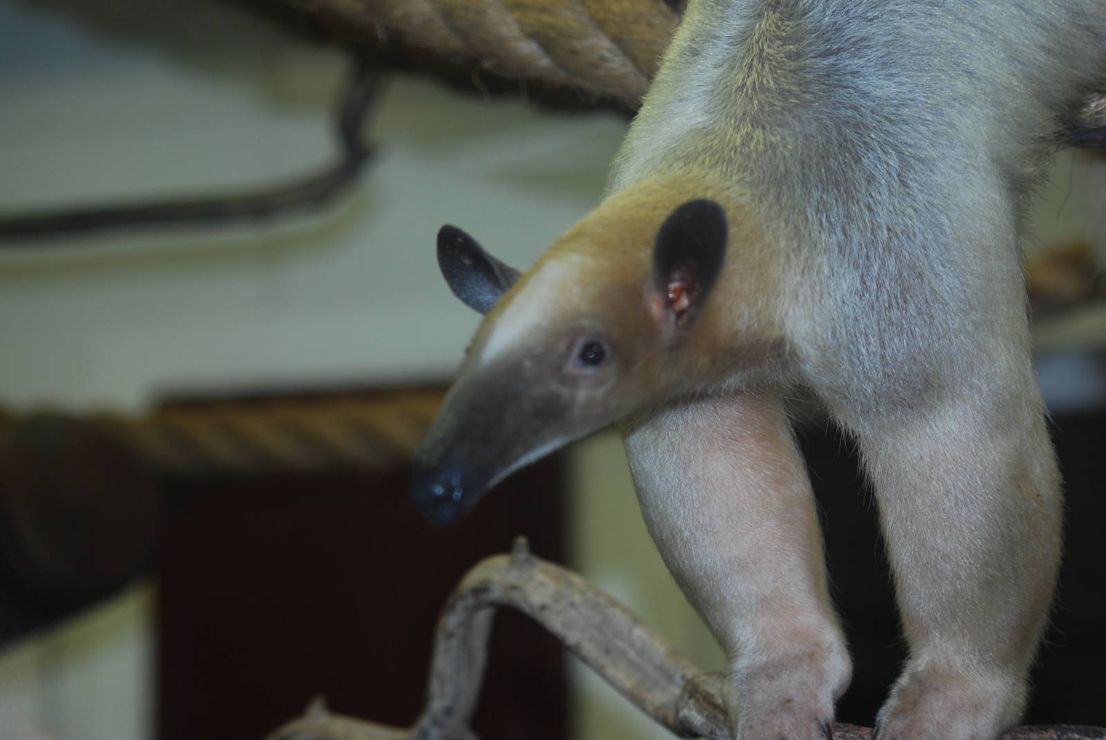 Long-tailed tamandua