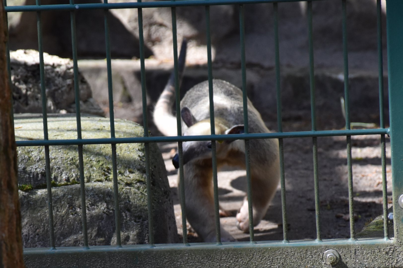 Long-tailed tamandua