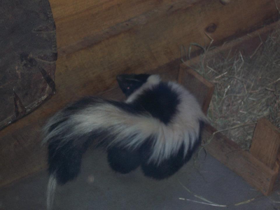 Long-tailed Texas skunk