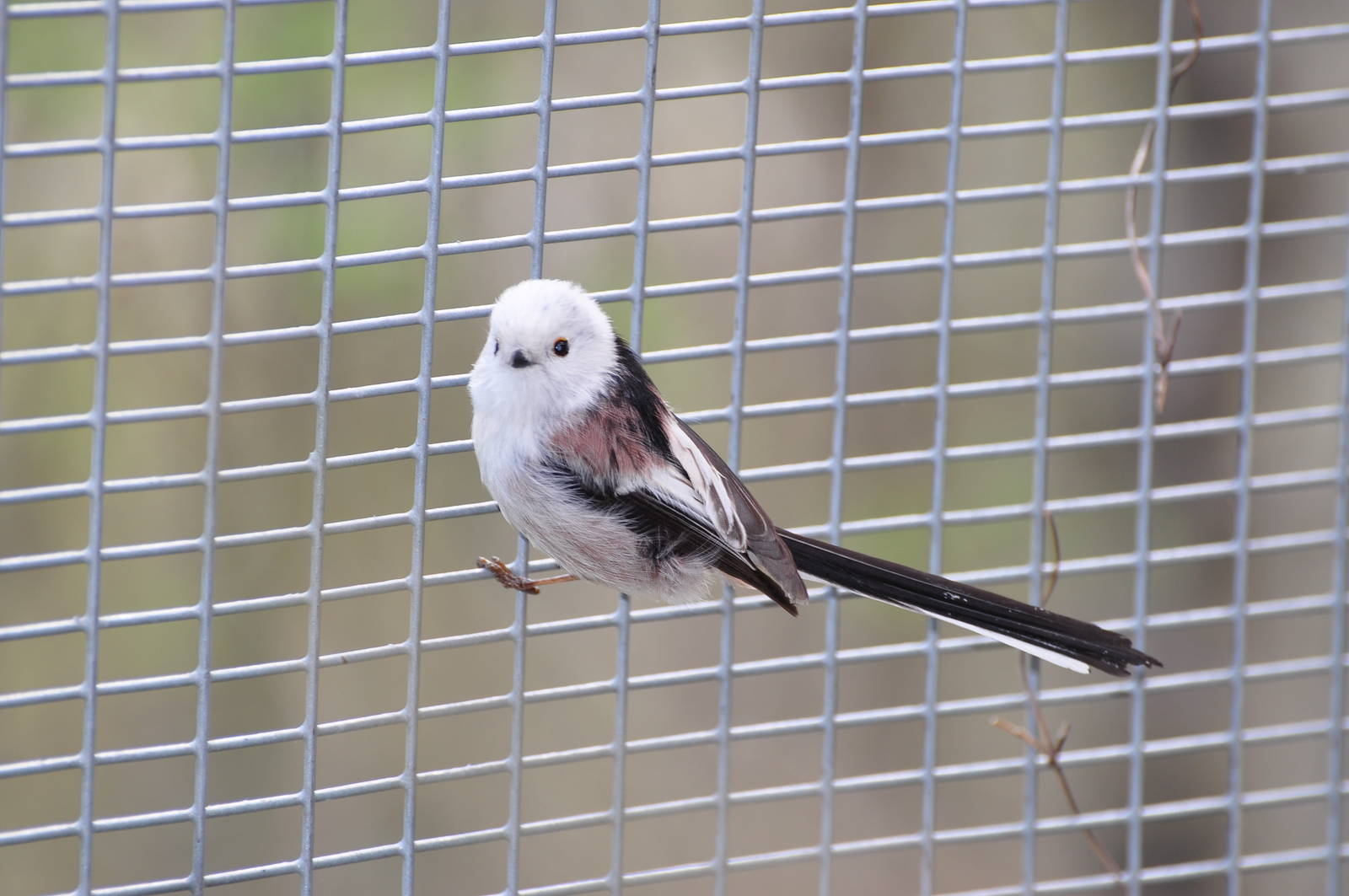 Long-tailed tit/ Aegithalos caudatus