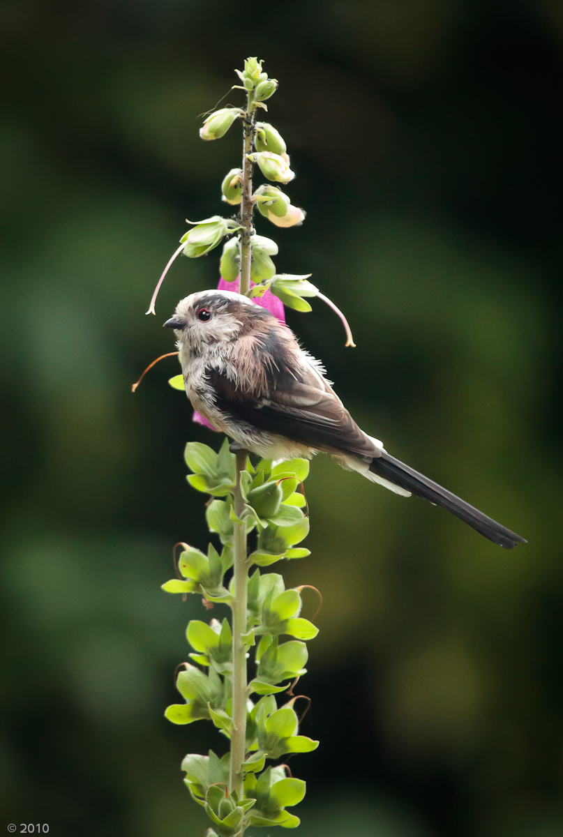 Long-tailed Tit and Purple Foxglove