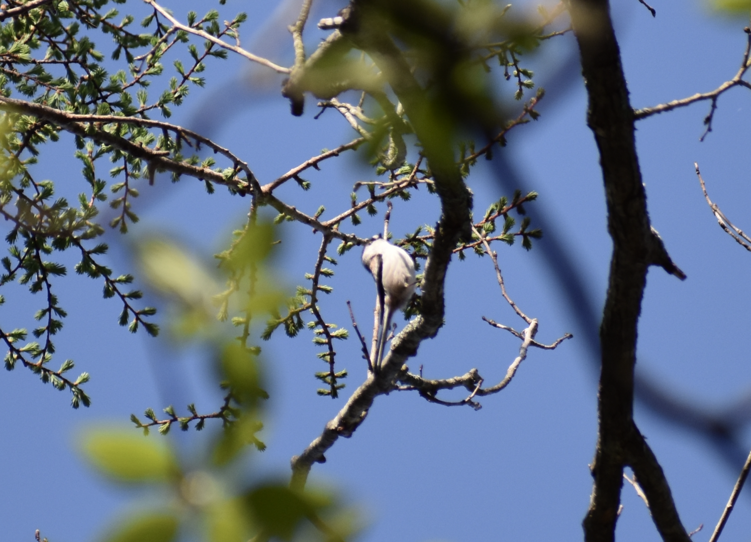 Long Tailed Tit ~ Karuizawa