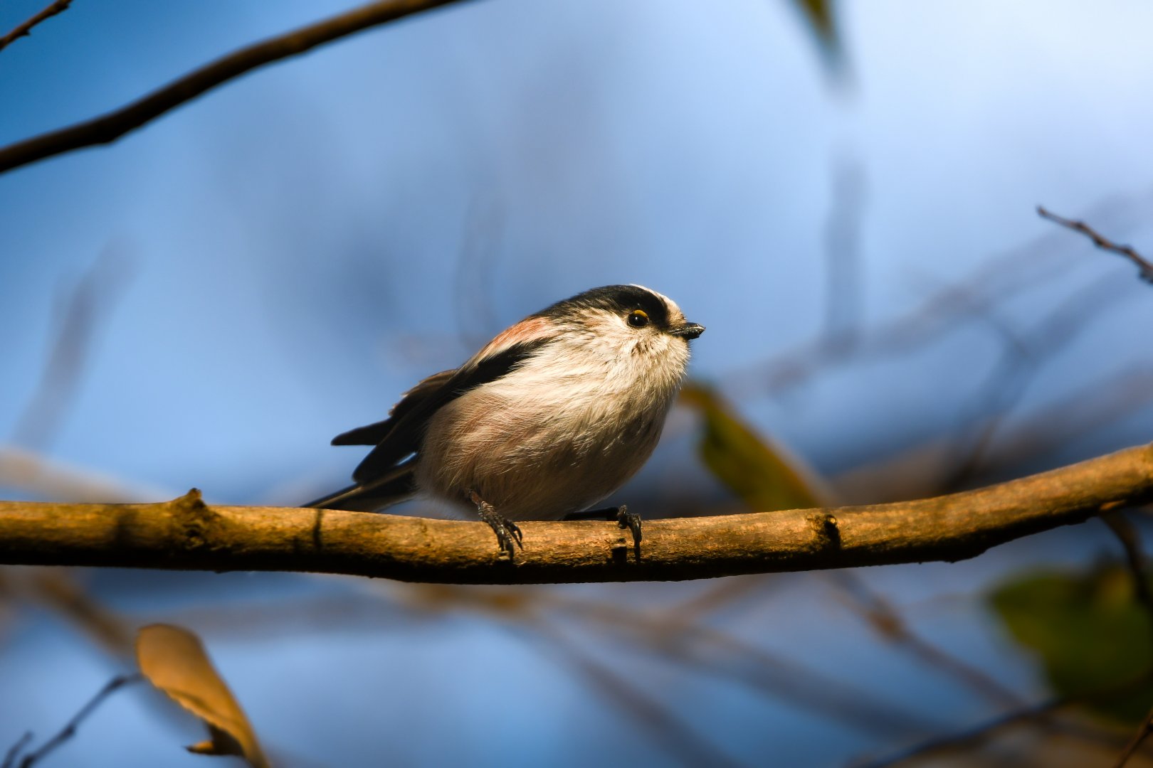 Long Tailed Tit ~ Shinjuku Gyoen National Garden
