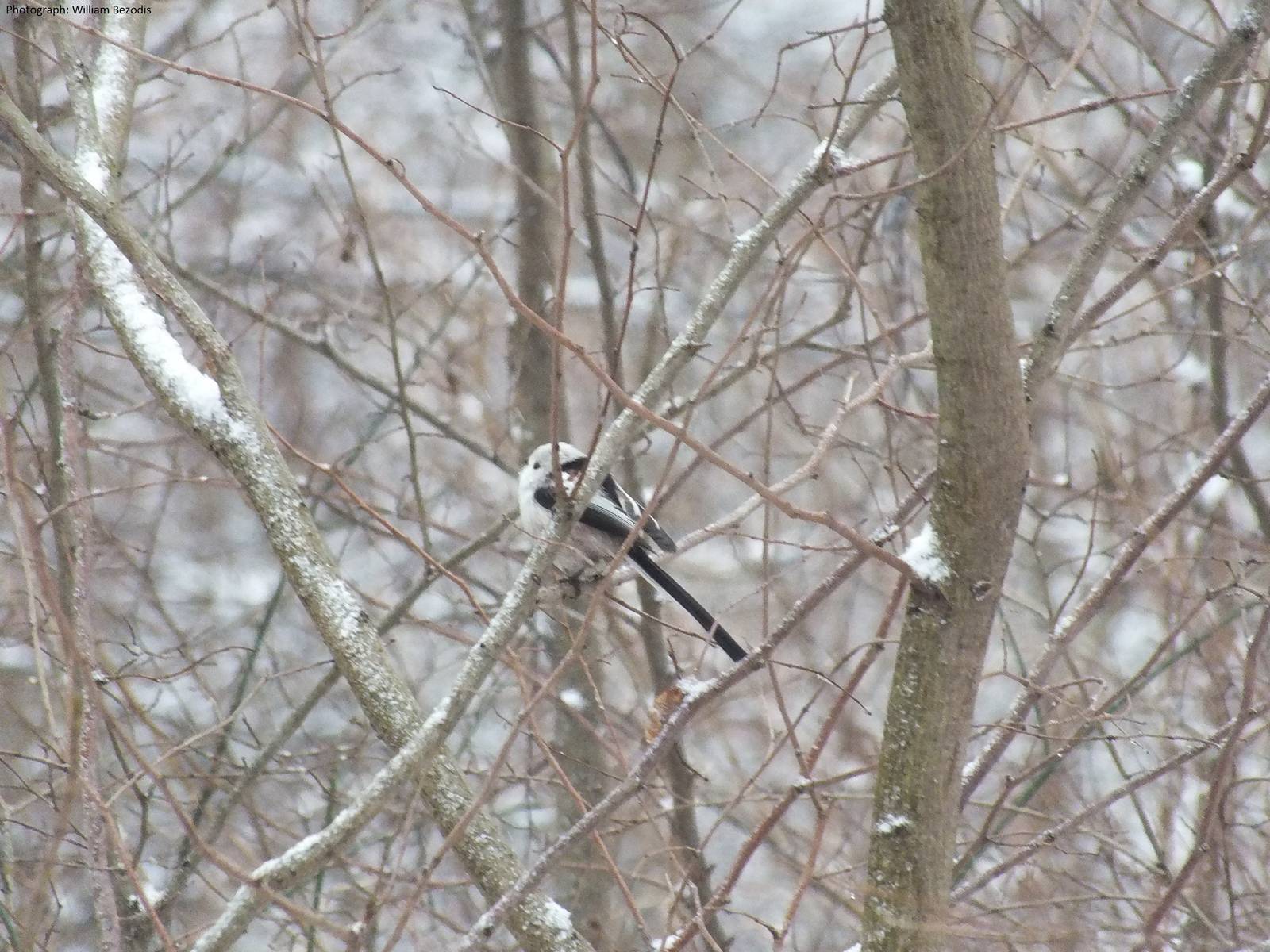 Long-tailed Tit-Wild in Poland