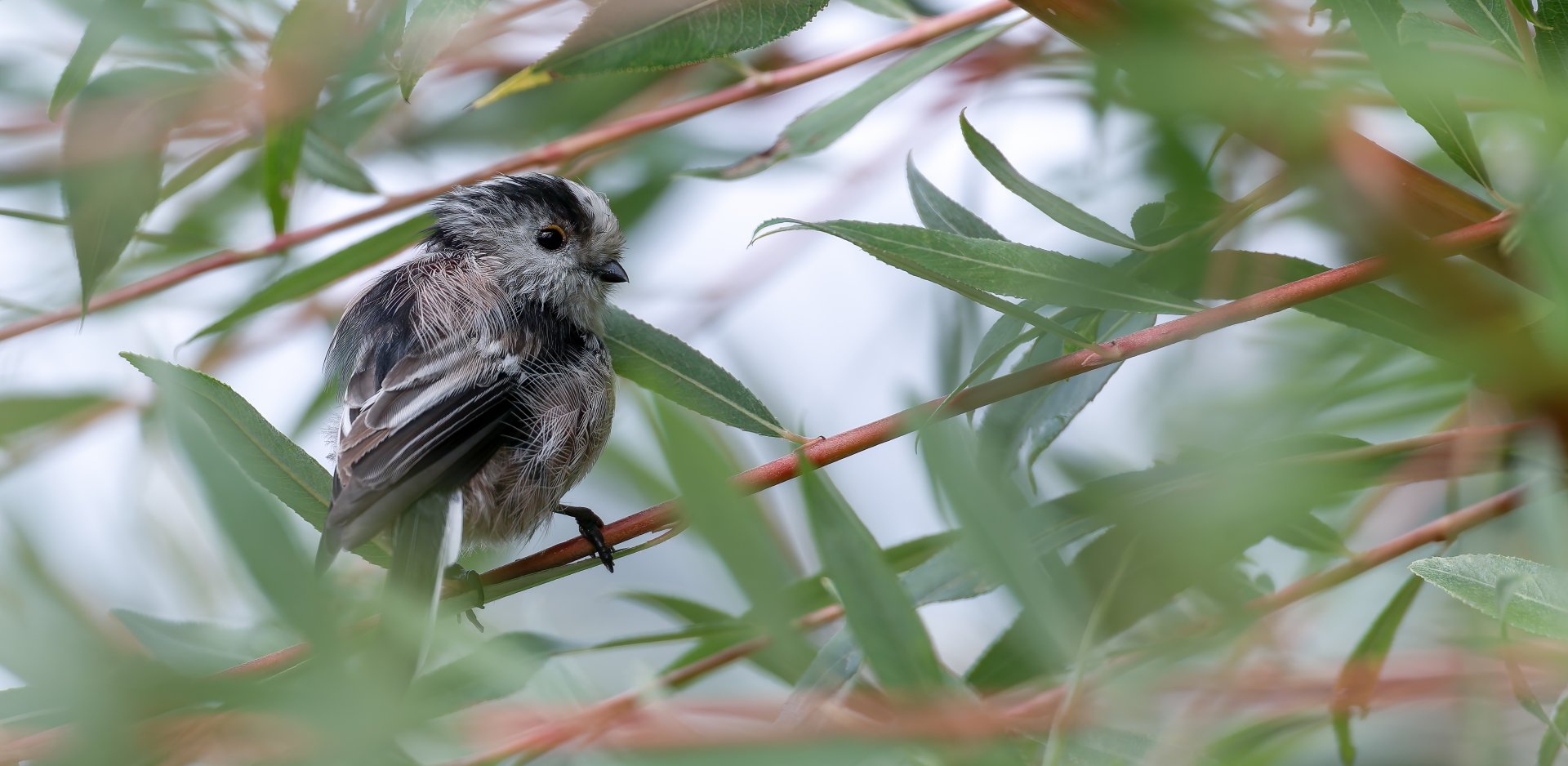 Long tailed tit, wild UK