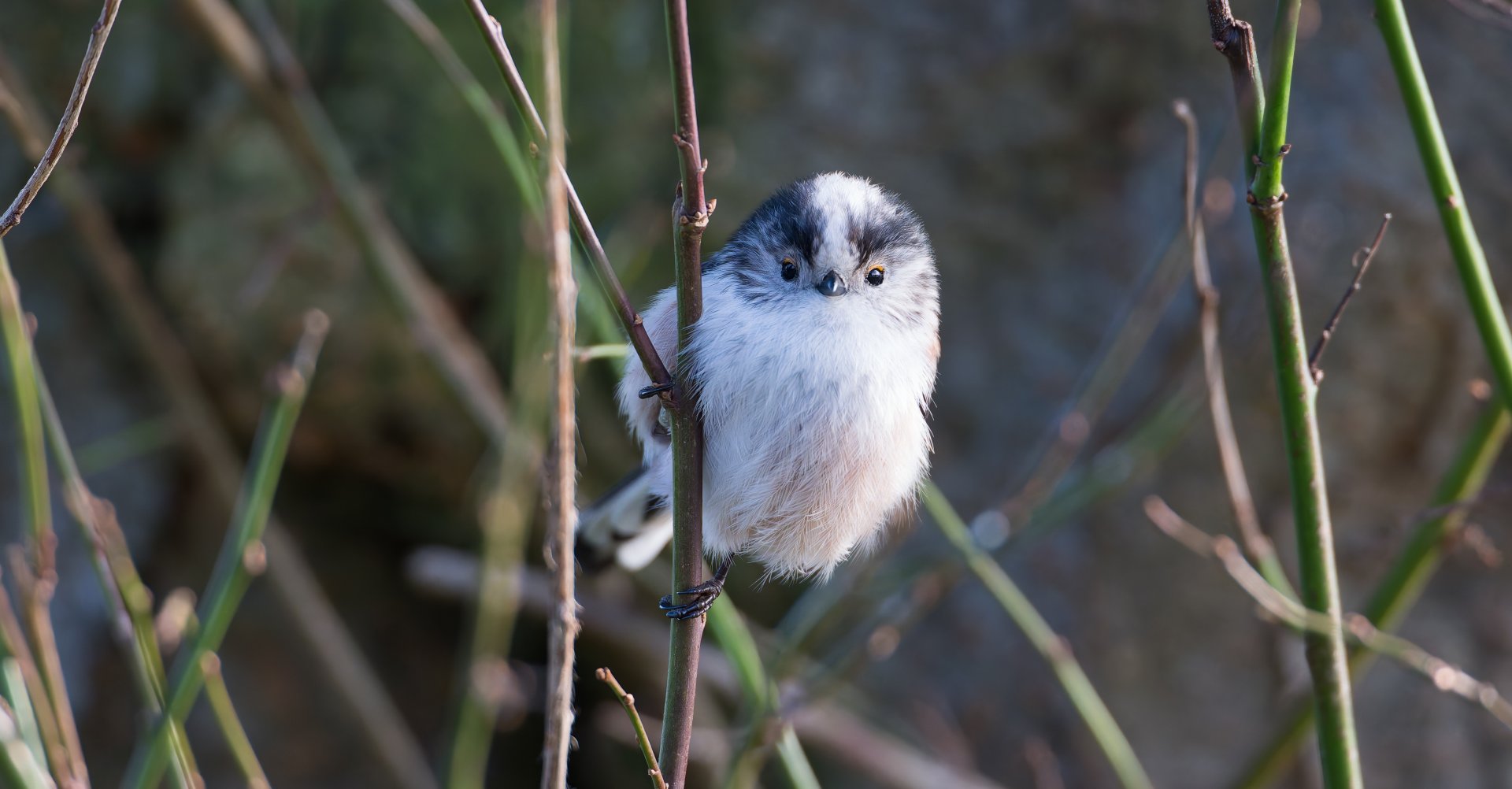 Long tailed tit, wild, UK