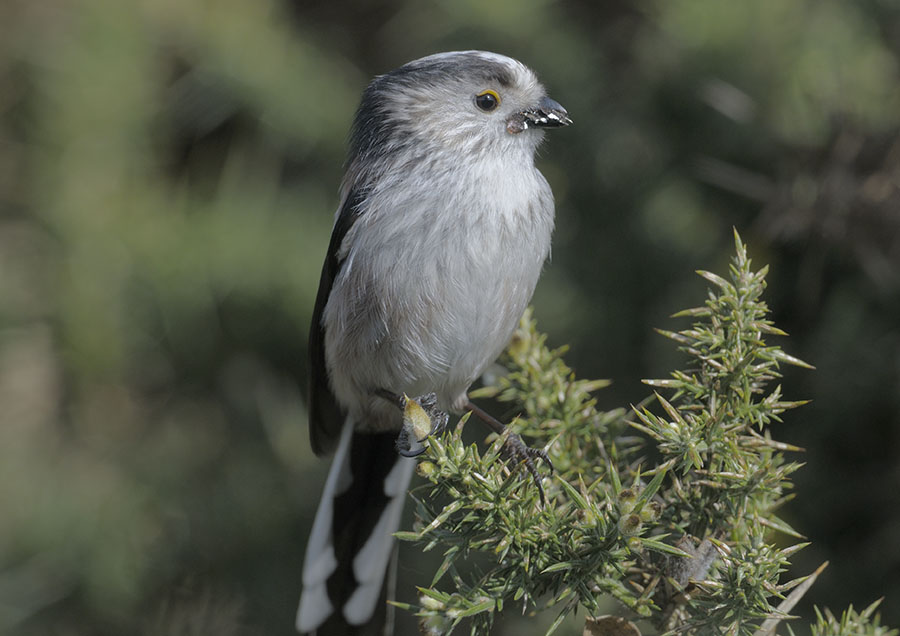 Long-tailed tit with lichens for nest building