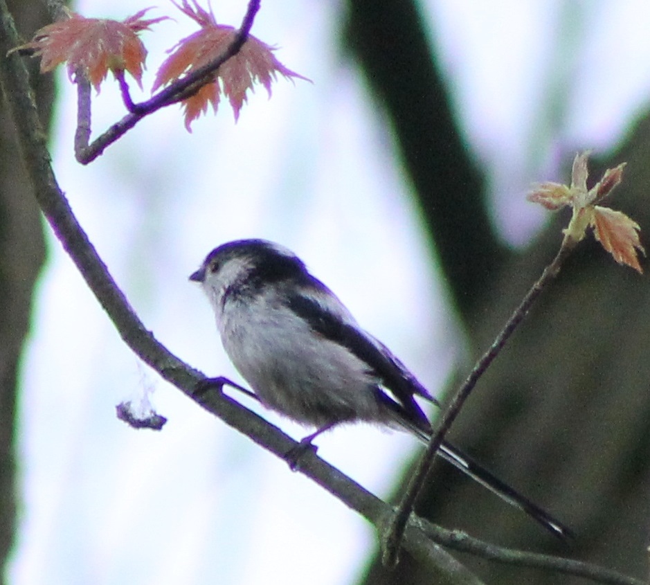 long-tailed tit