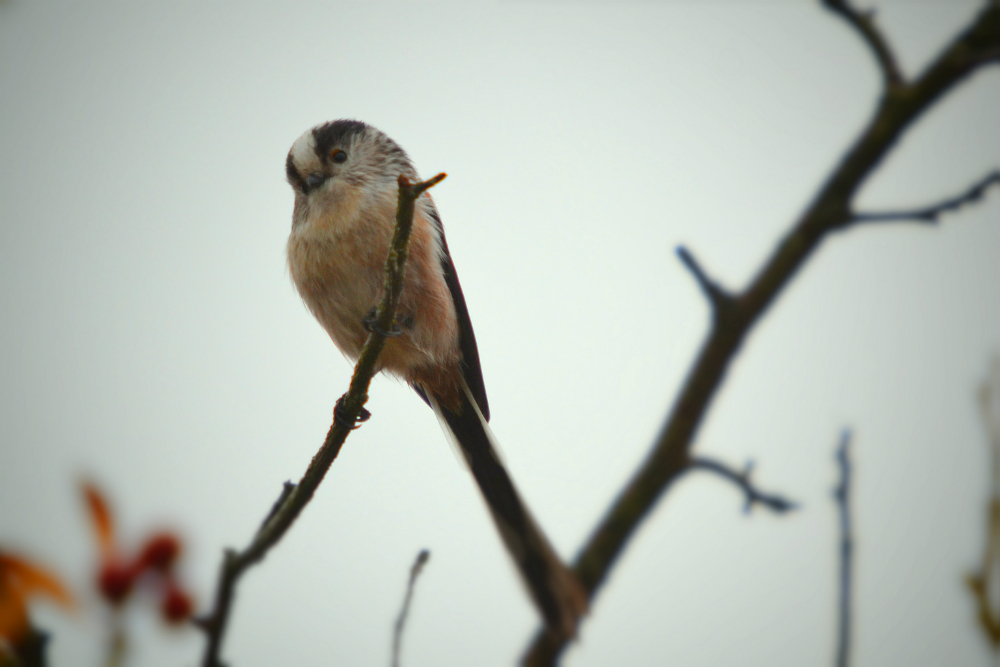 Long tailed tit