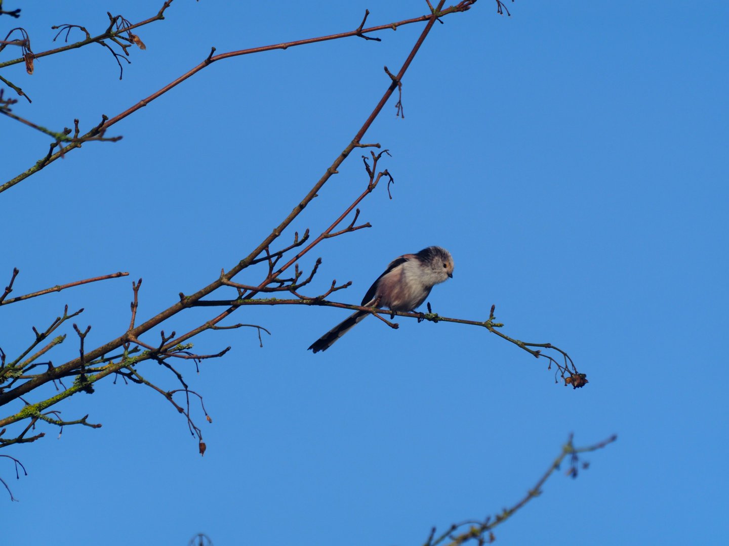 Long-tailed Tit