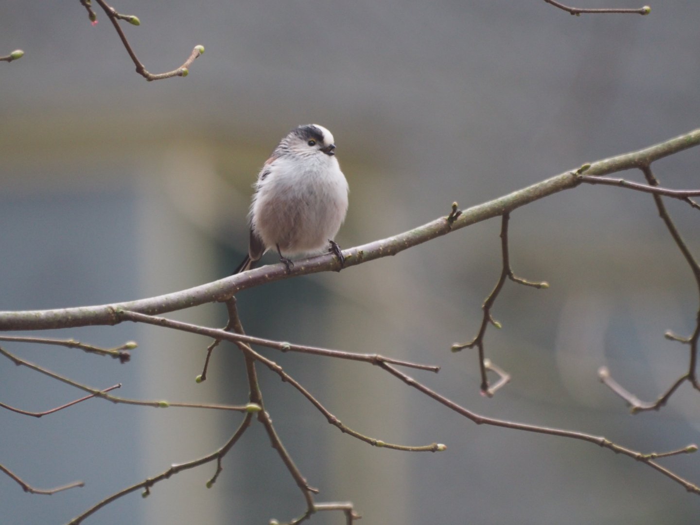Long-tailed Tit