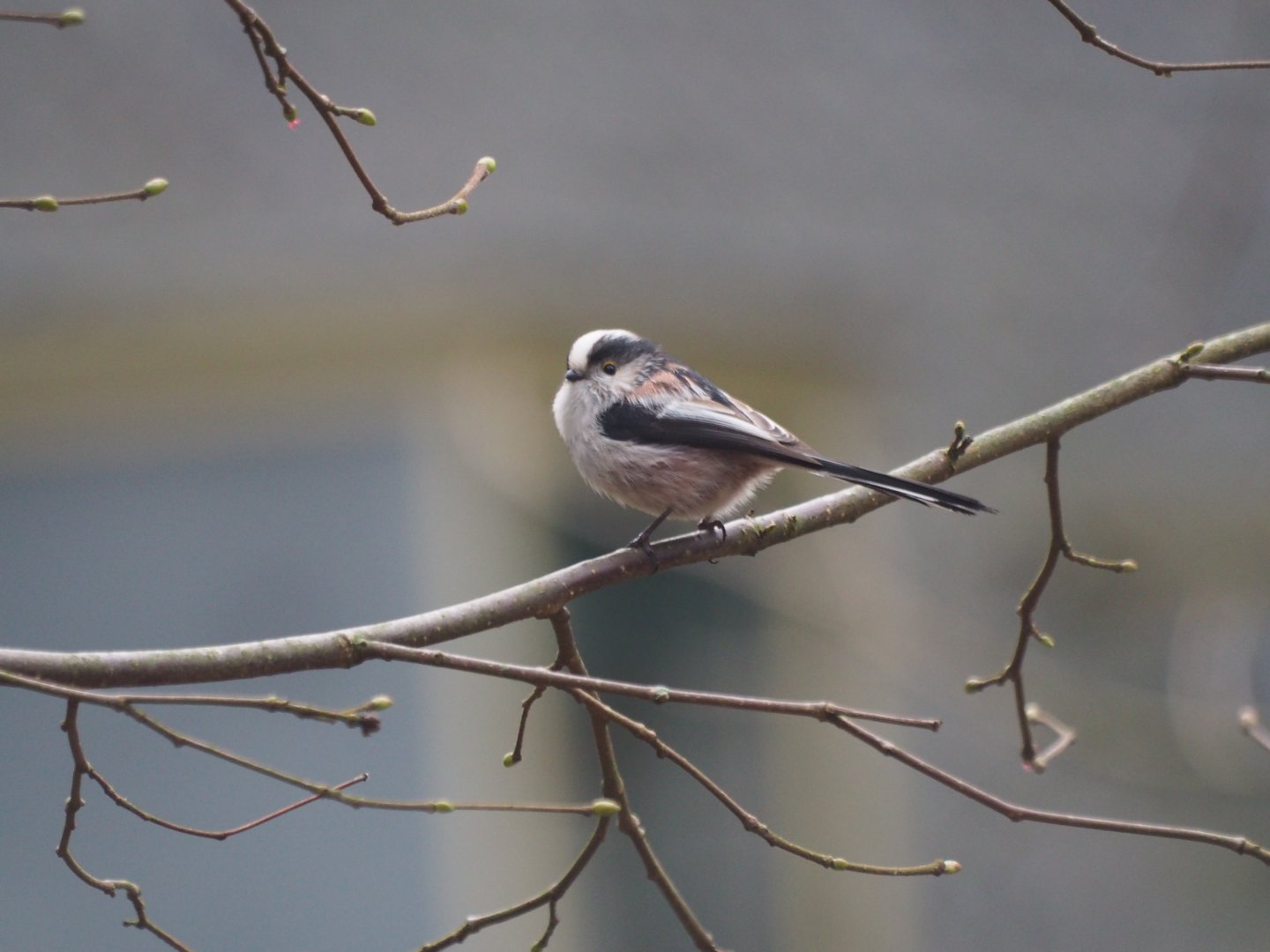 Long-tailed Tit