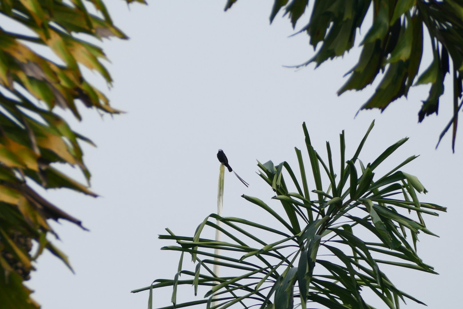Long-tailed Tyrant