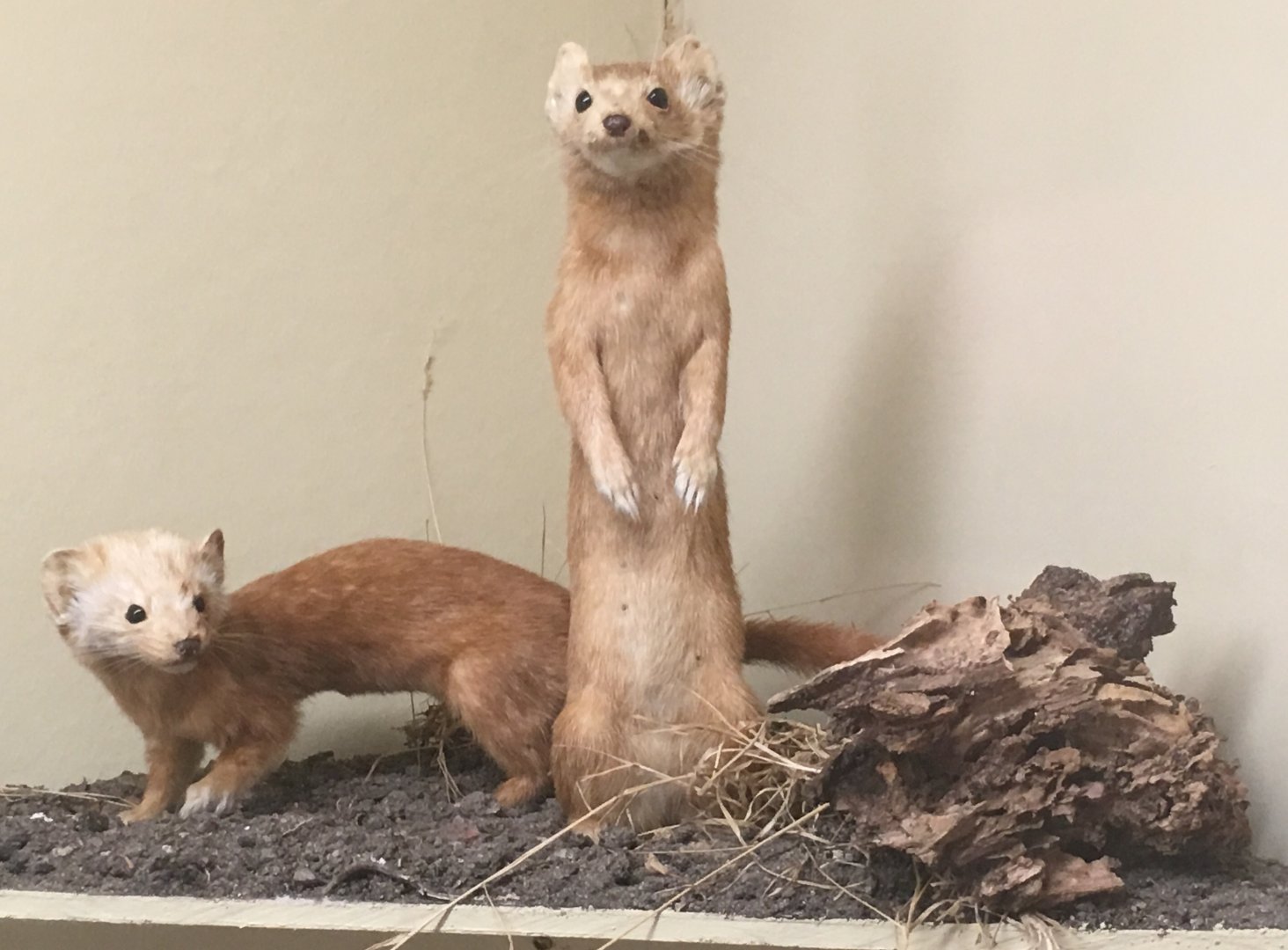 Long tailed weasel (Mustela frenata nigriauris)