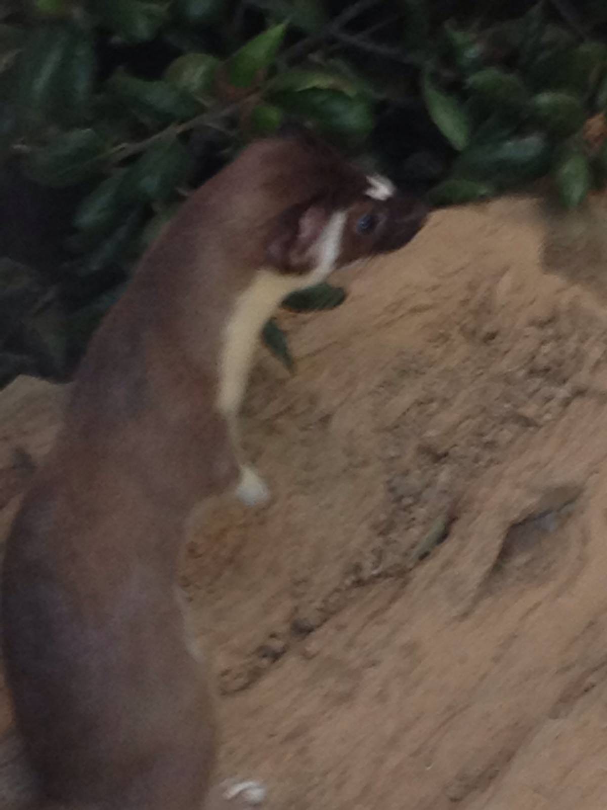 Long tailed weasel (Mustela frenata)