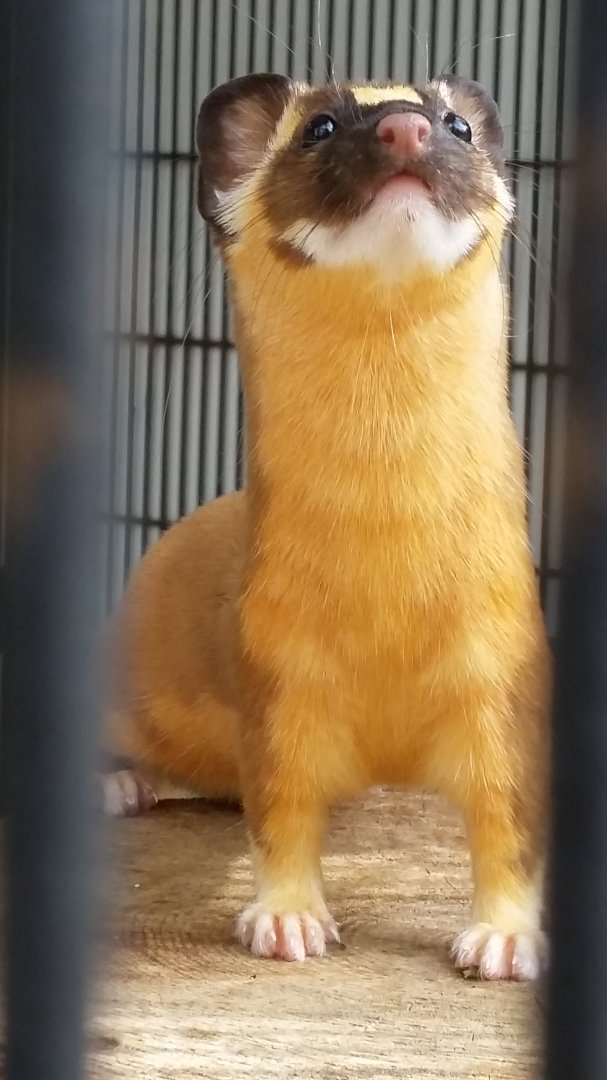 Long-tailed Weasel