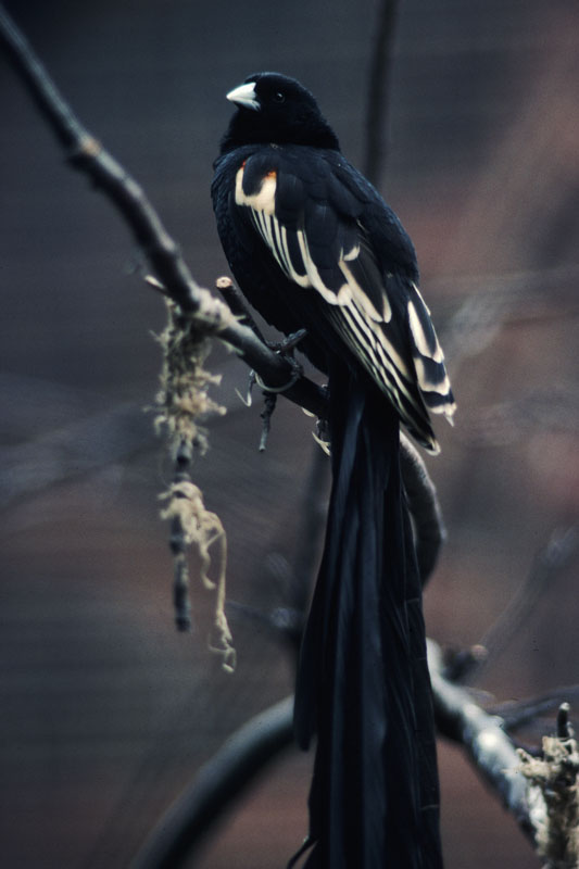 Long-tailed widowbird 1976