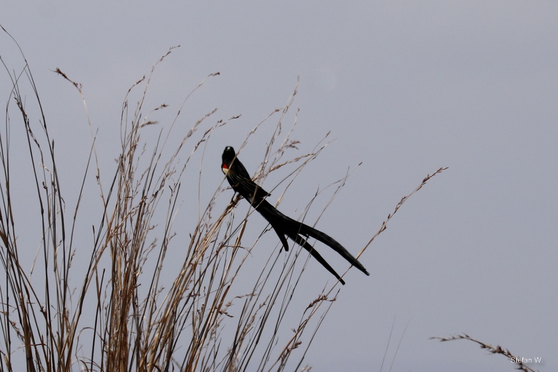 long-tailed widowbird (Euplectes progne)