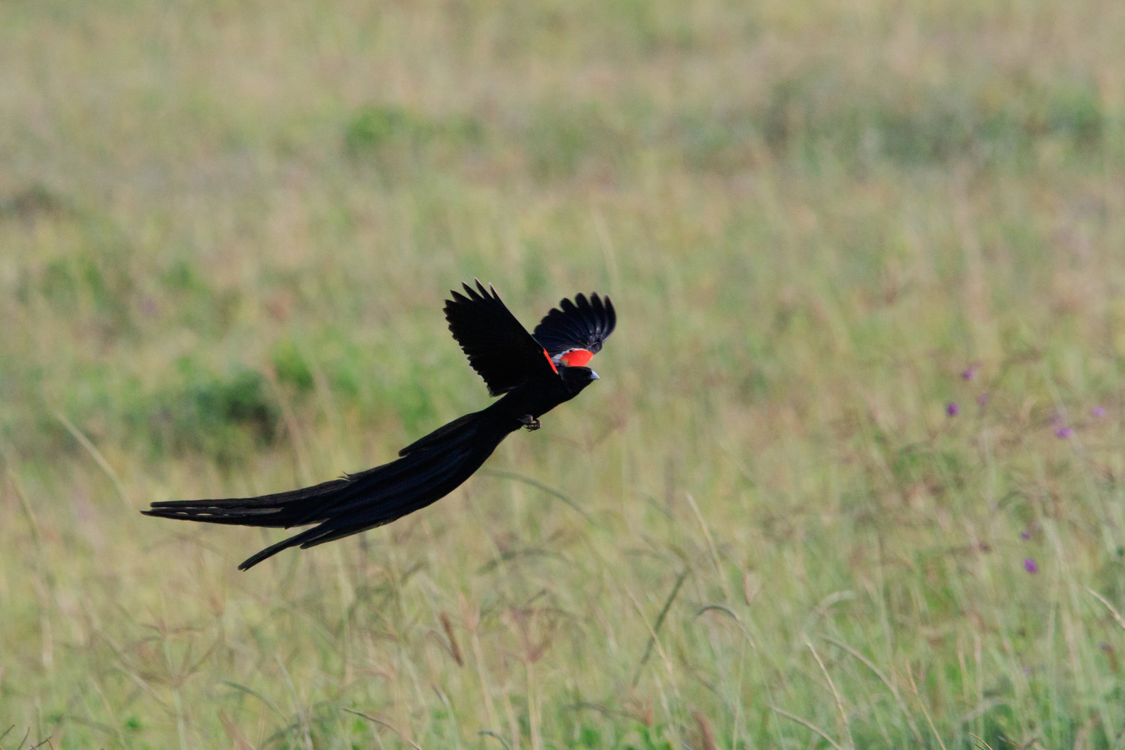 Long-tailed Widowbird