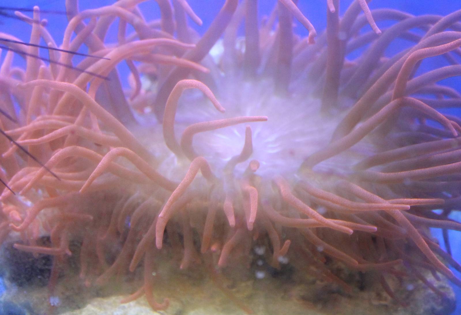 Long tentacled anemone