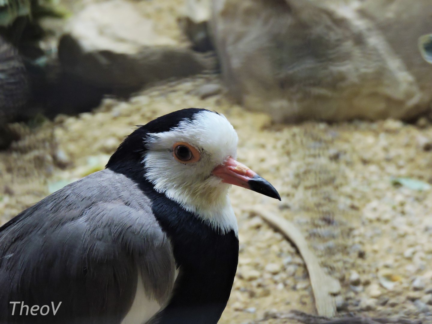 Long-toed lapwing [2017]