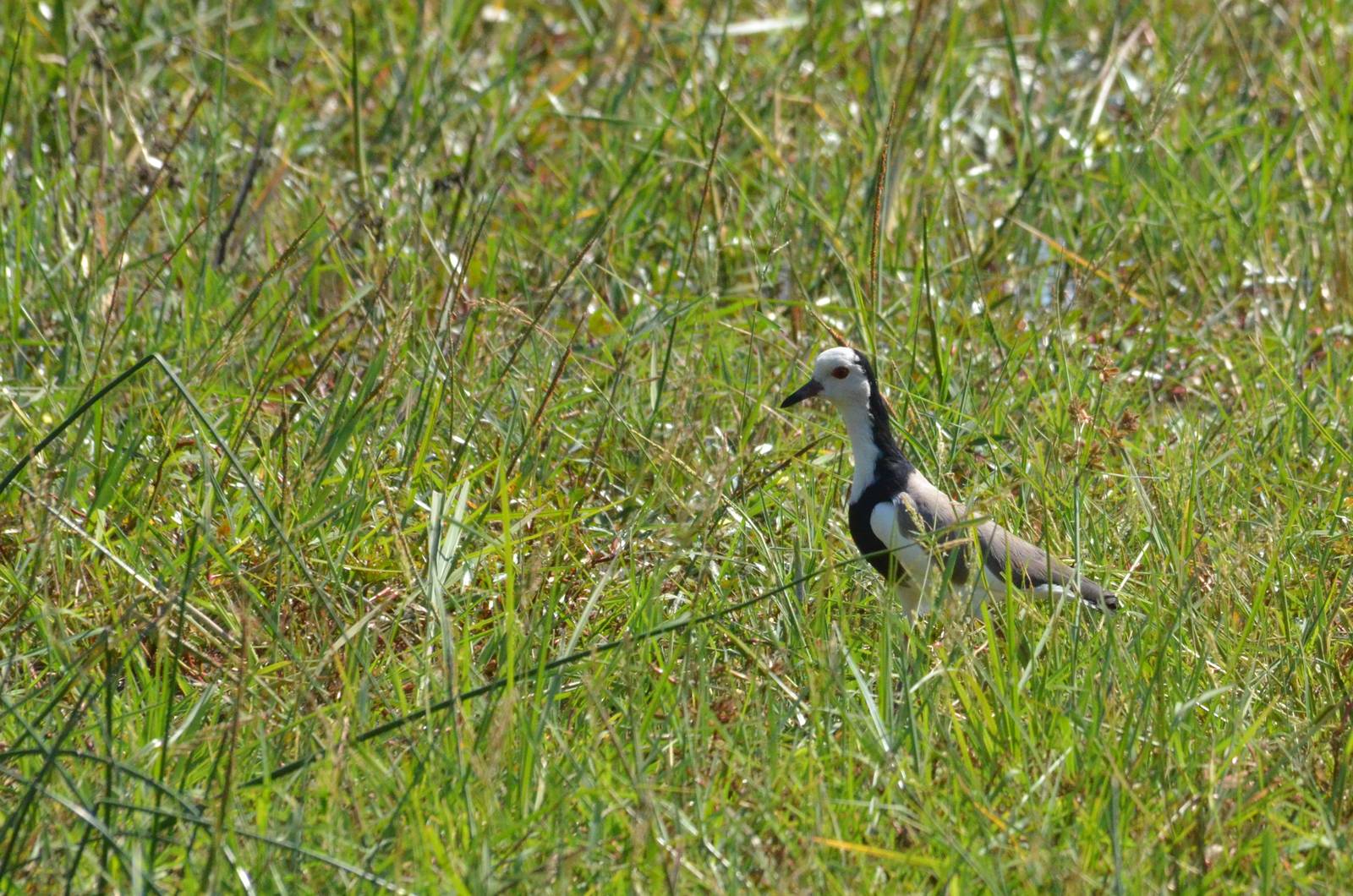 Long-toed Lapwing, Moremi Game Reserve, Botswana, 26/04/16