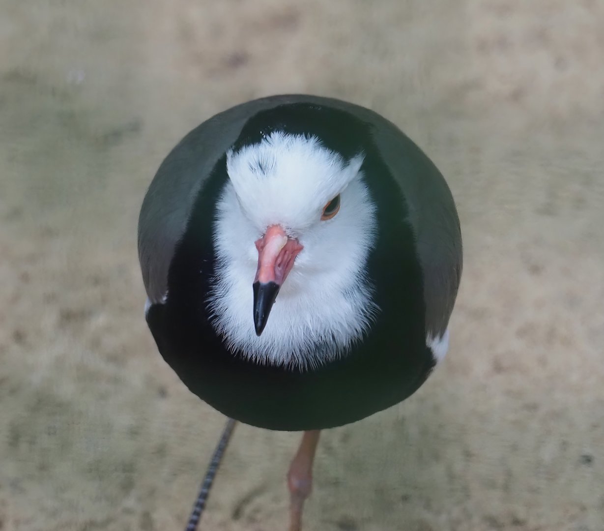 Long-toed lapwing (Vanellus crassirostris), 2024-05-22