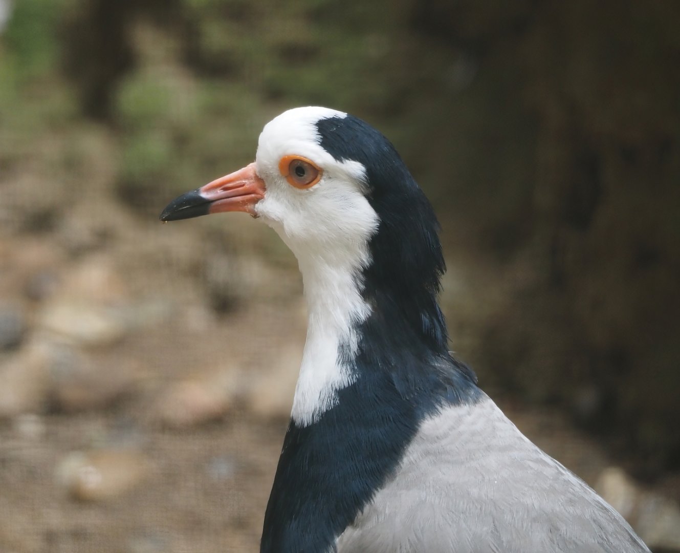 Long-toed lapwing (Vanellus crassirostris), 2024-05-23