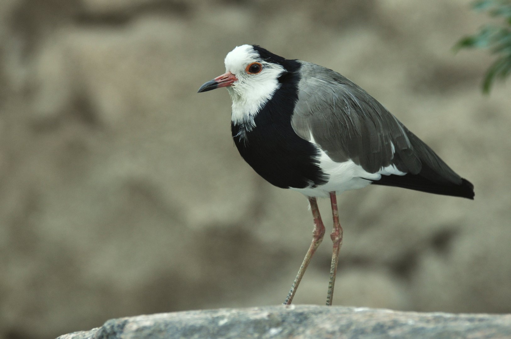 Long-toed lapwing (Vanellus crassirostris)