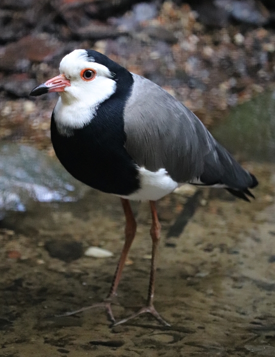Long-toed lapwing (Vanellus crassirostris)
