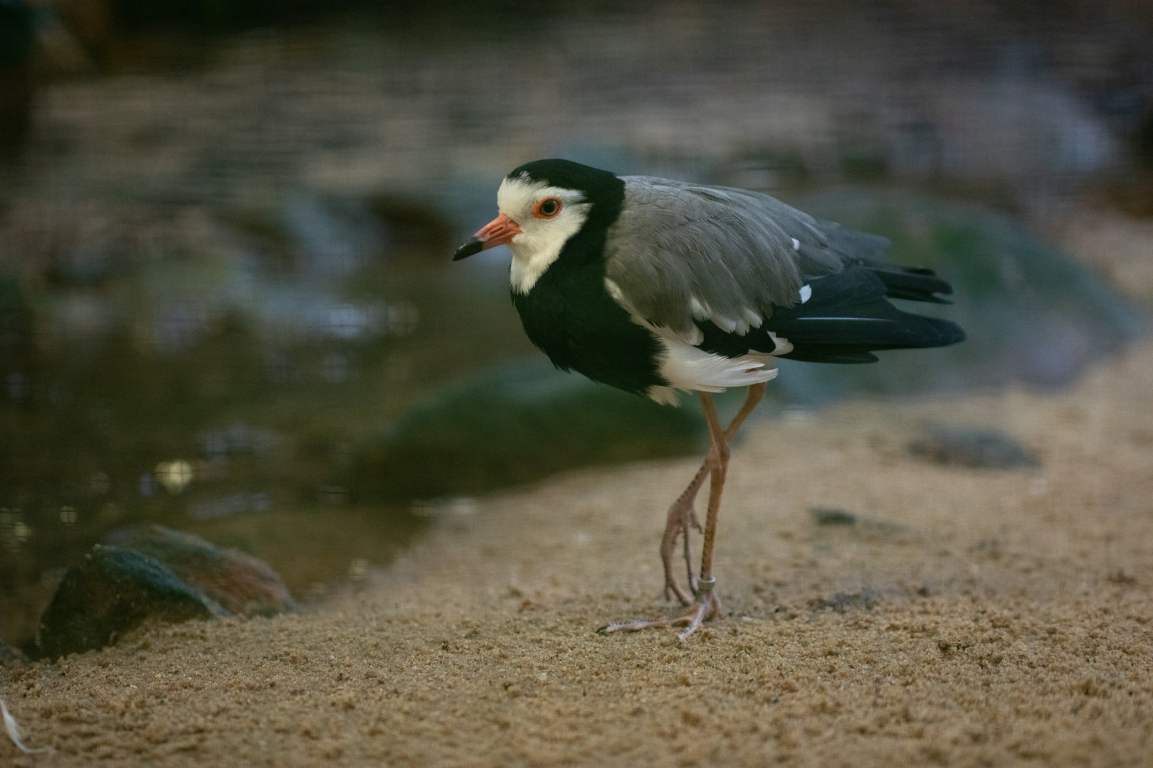 Long-toed lapwing (Vanellus crassirostris)