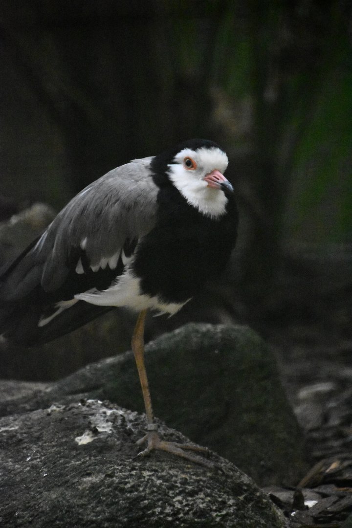 Long toed lapwing, Vanellus crassirostris