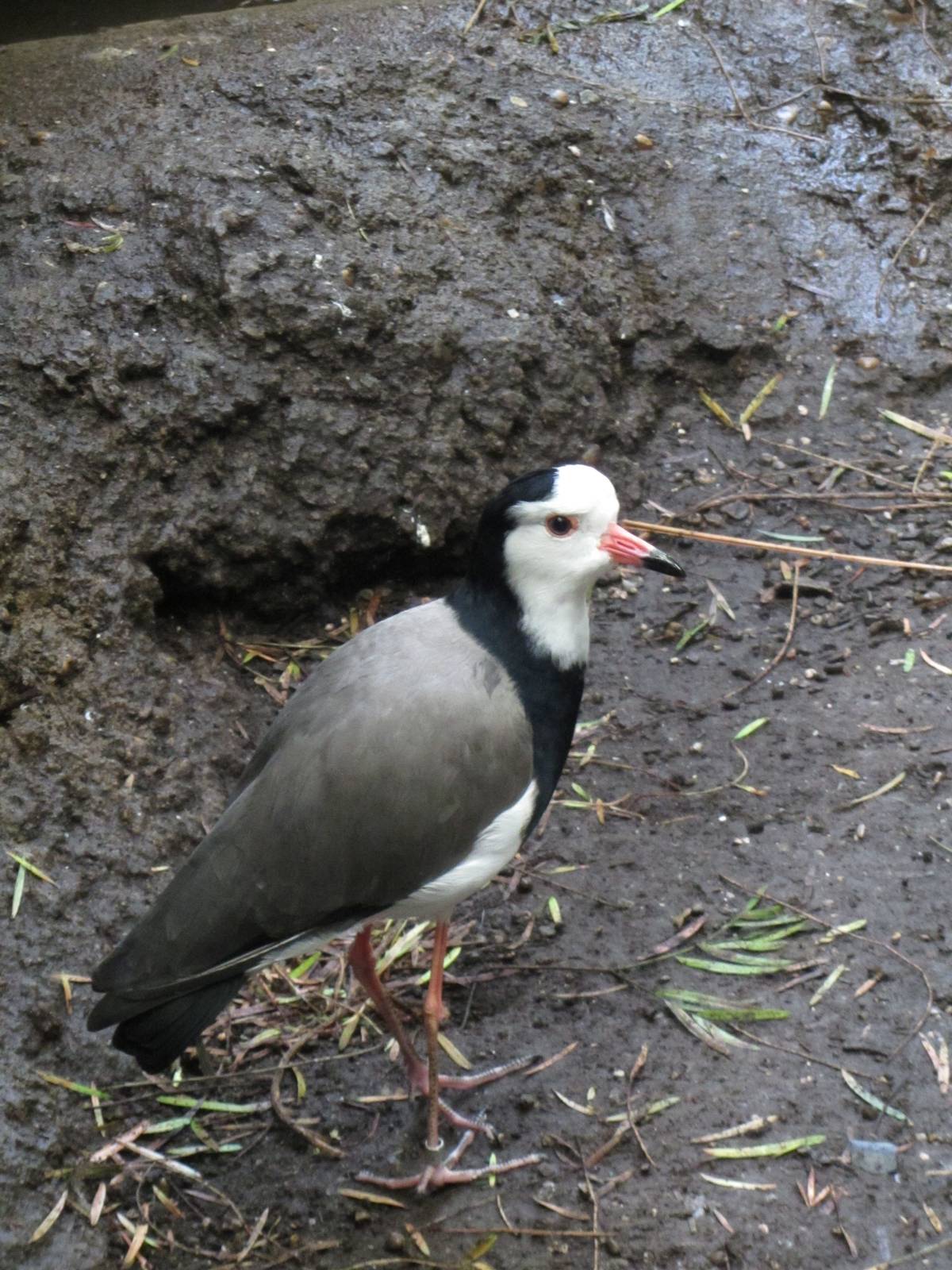 Long Toed Lapwing