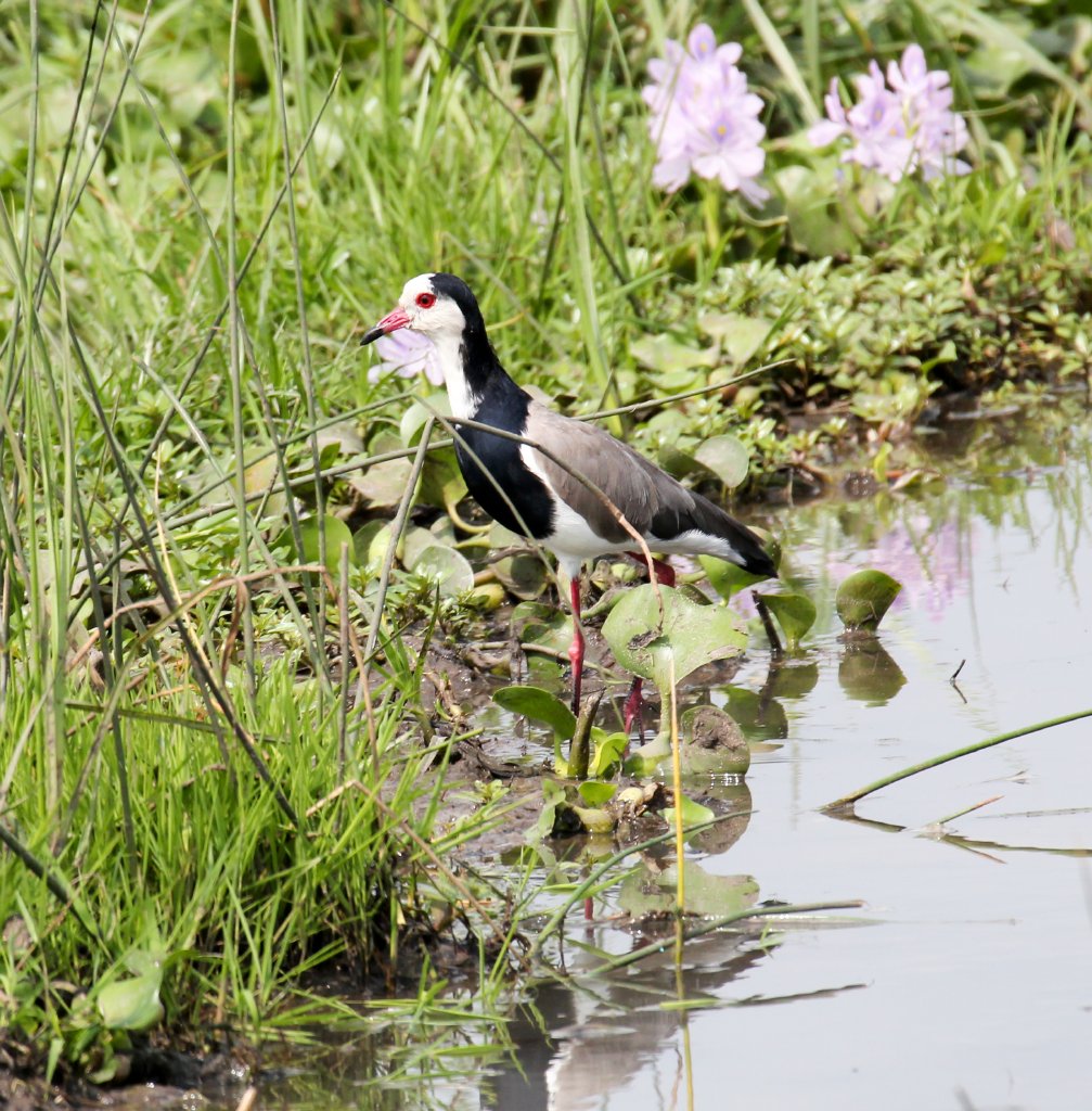 Long-toed Lapwing