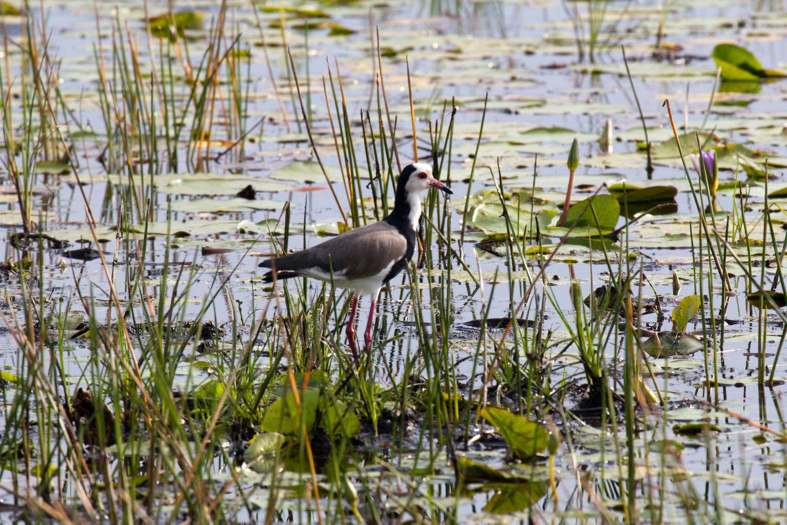 Long-toed Lapwing