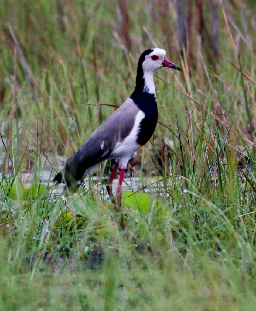 Long-toed Lapwing