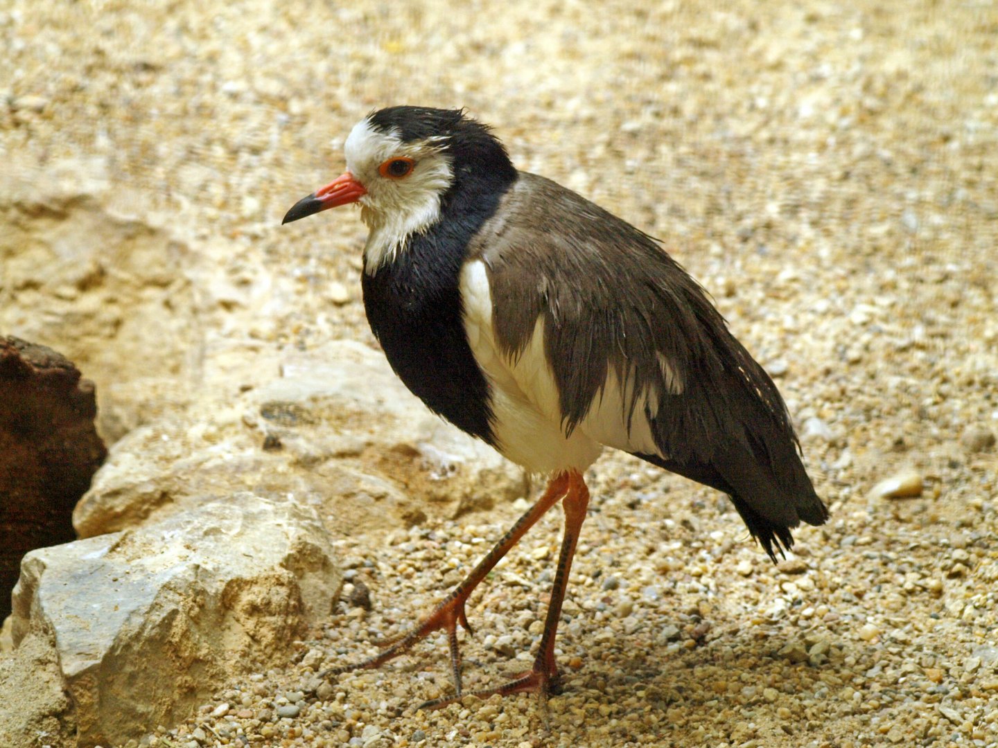 Long toed lapwing