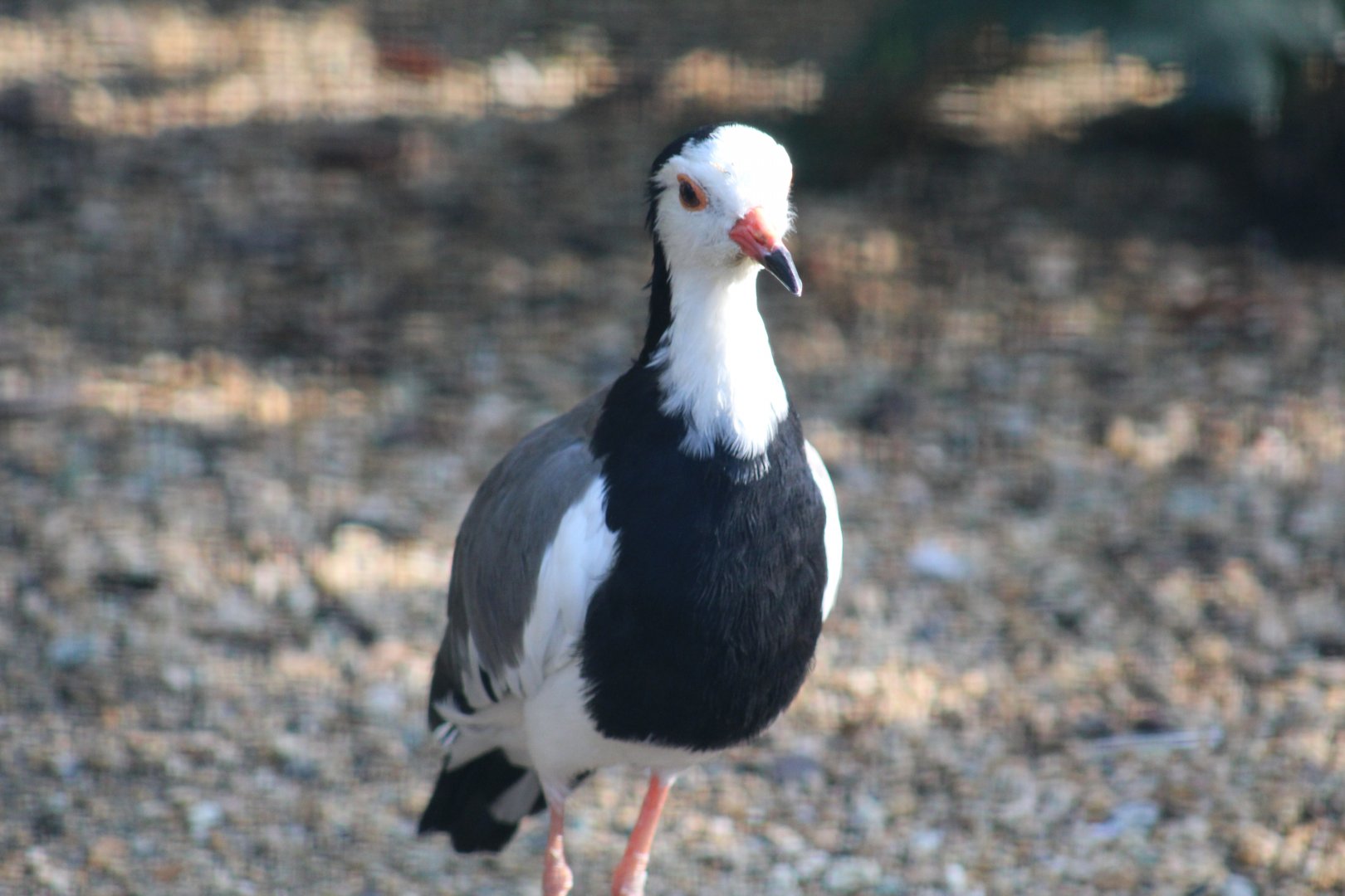 Long-Toed Lapwing