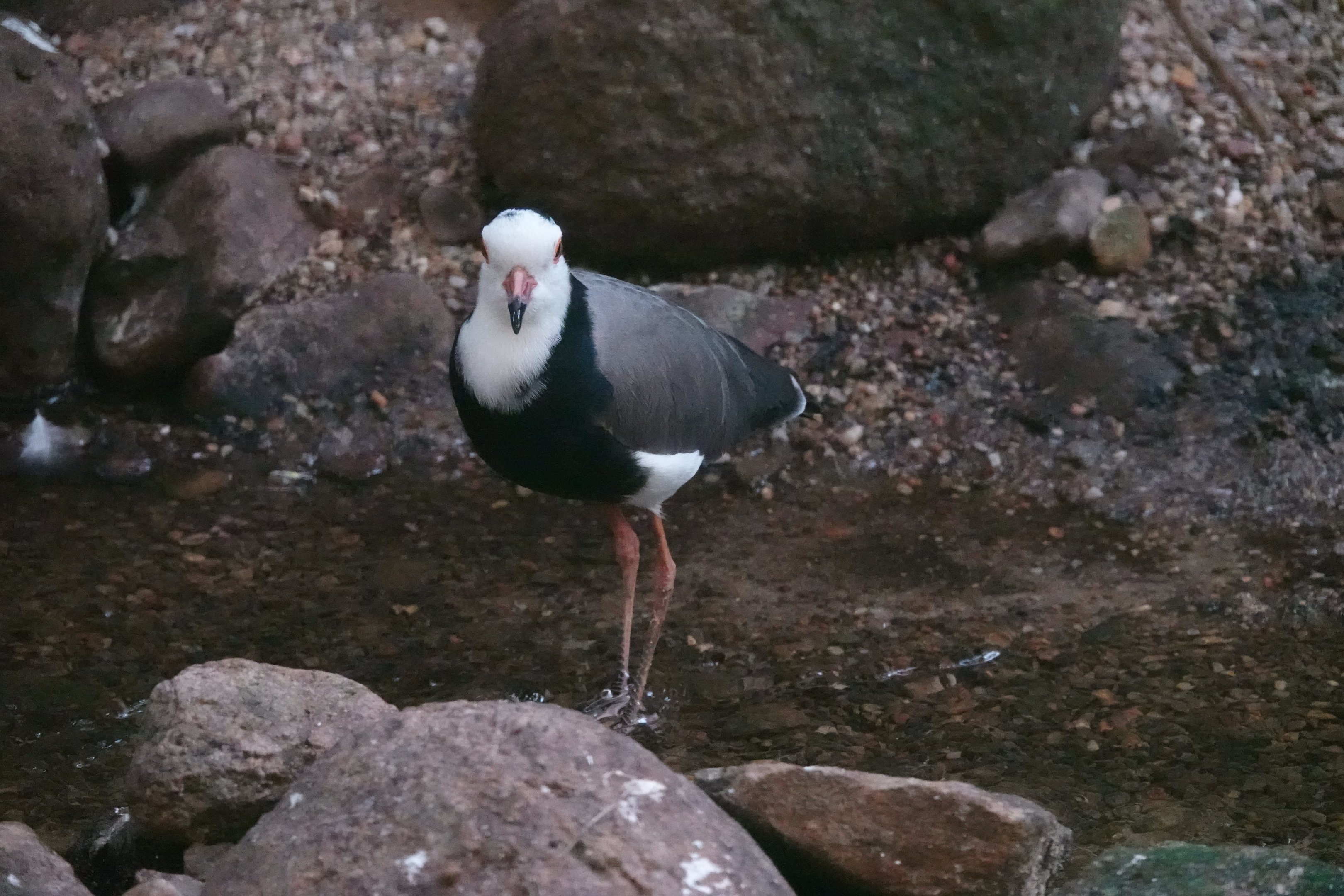 Long-toed lapwing