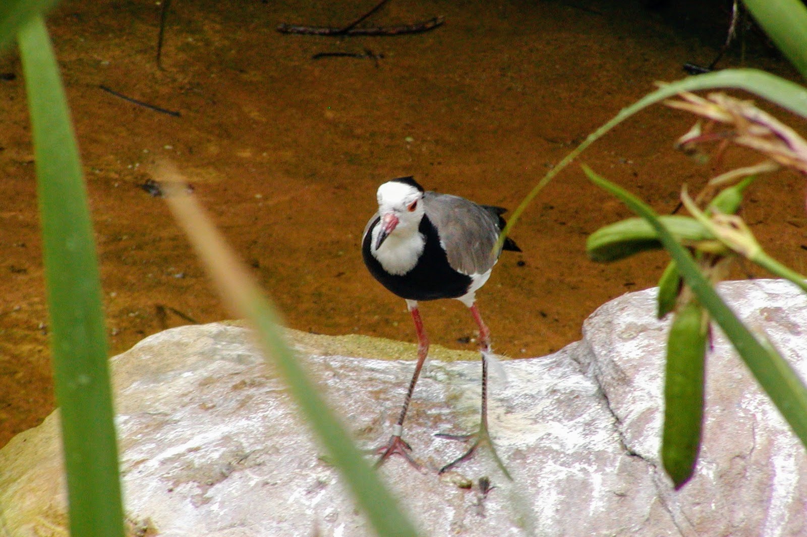 Long-toed Lapwing