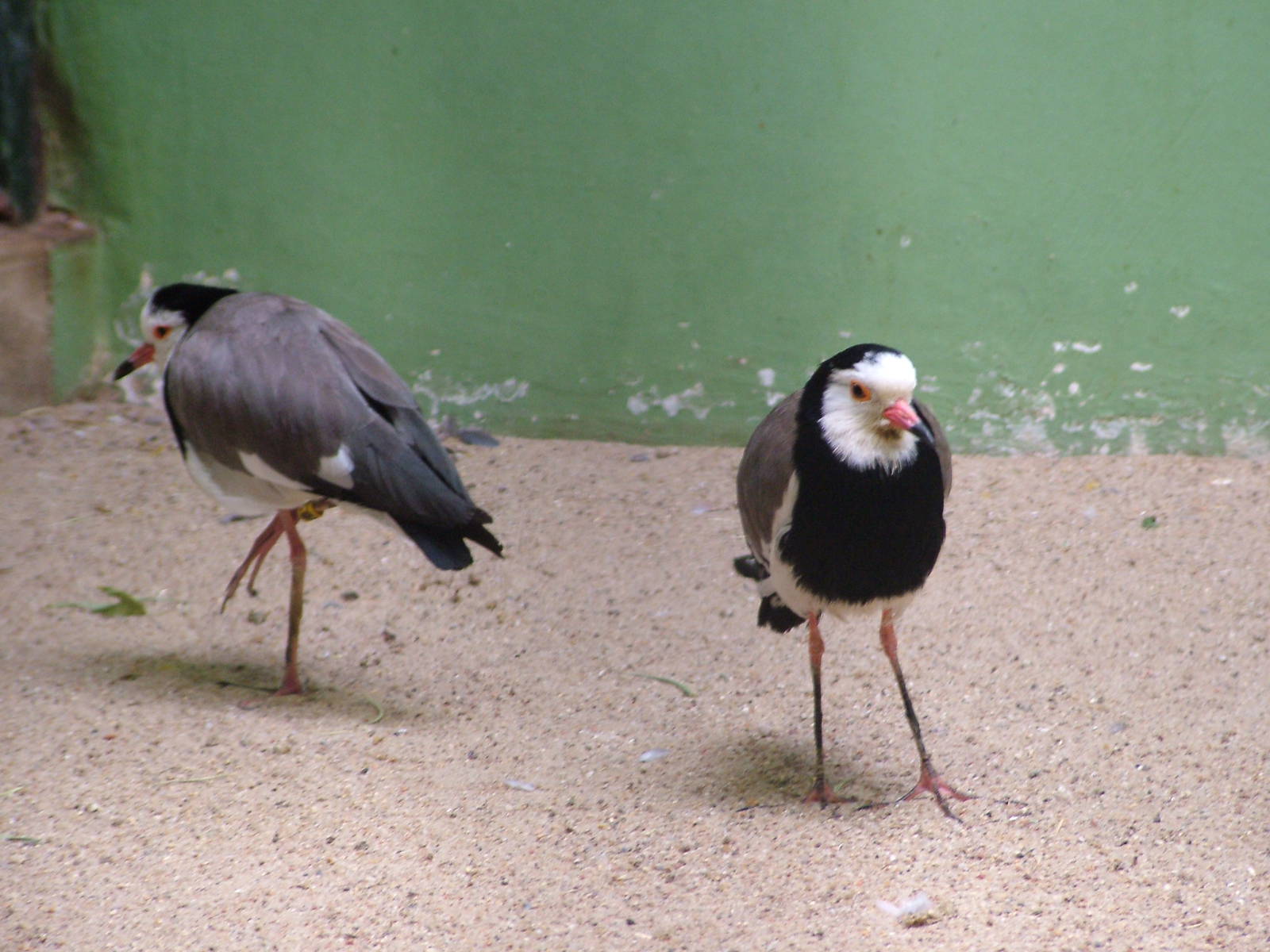 Long-toed Lapwings at Berlin, 31/08/11