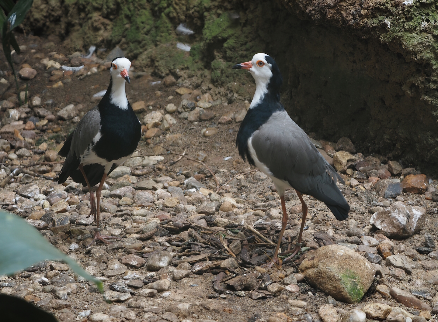 Long-toed lapwings (Vanellus crassirostris), 2024-05-23