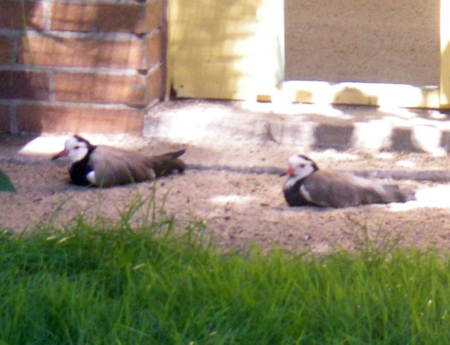 Long-toed Lapwings (Vanellus crassirostris)