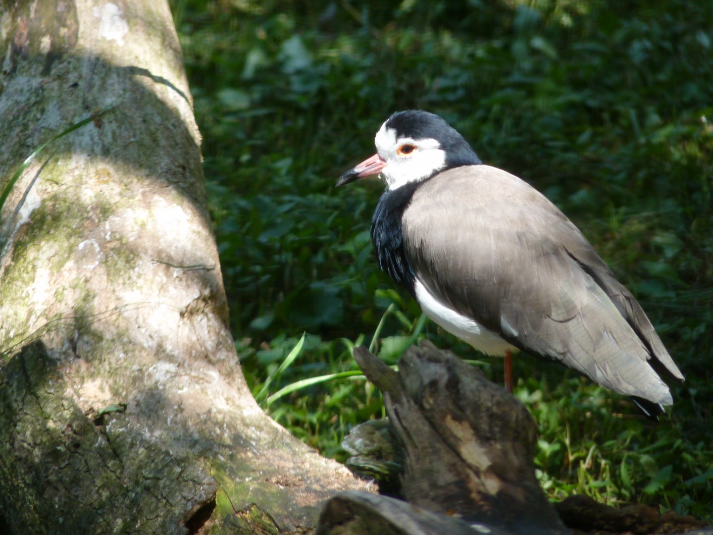 Long toed plover