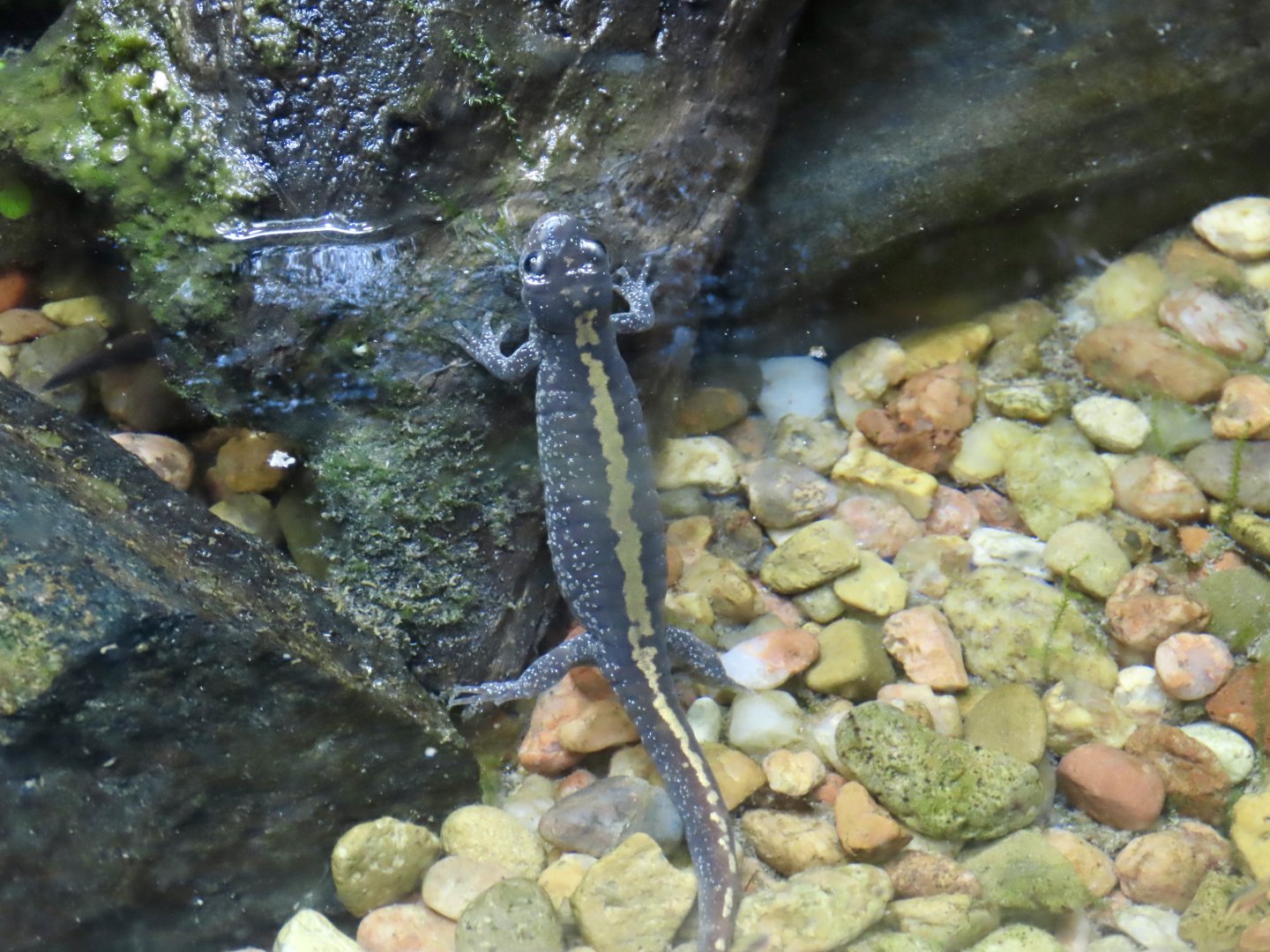 Long-toed Salamander (Ambystoma macrodactylum)
