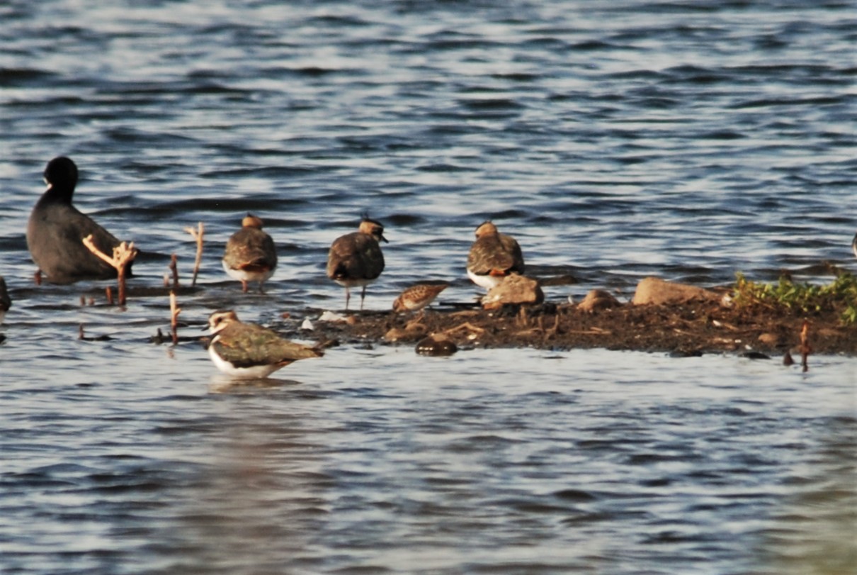 Long-toed Stint at St Aidan's Nature Reserve, 10th October 2021
