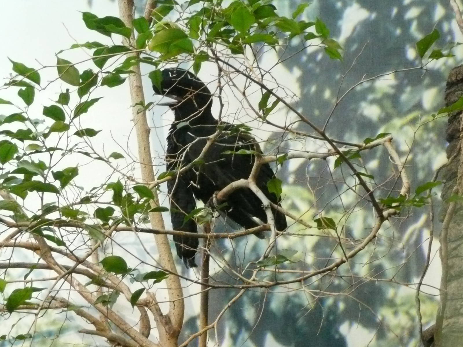 Long-wattled Umbrella Bird