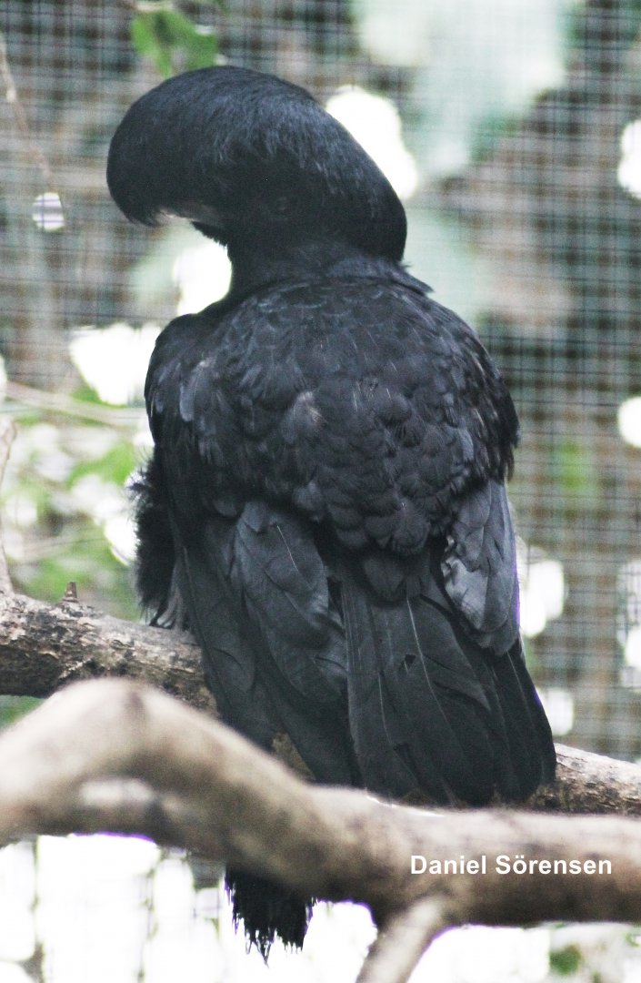 Long-wattled umbrellabird (23/3-19)
